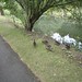 Duck in the Botanic Gardens