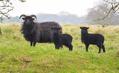 The Black Sheeps of the Family