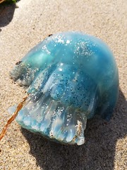 During beach walks with my sister we came across some cool sea life.