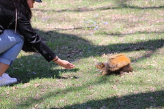 319/365/3606 (April 26, 2018) - Squirrels in Ann Arbor at the University of Michigan (April 25th & 26th, 2018)