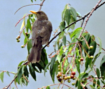 Band-tailed Seedeater, Catamenia analis