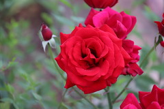 Anglų lietuvių žodynas. Žodis china rose reiškia kinija išaugo lietuviškai.
