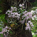 Dendrobium nobile Lindl. 石斛(金釵石斛)
