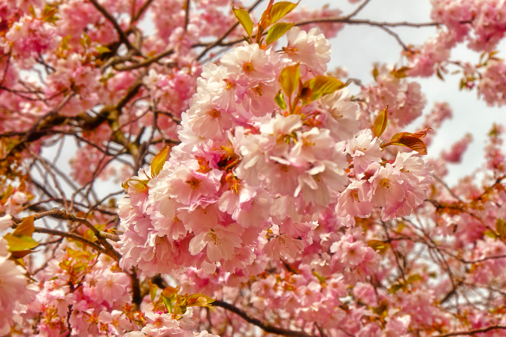 kirsebær blossoms dating site online dating, når de skal kysse