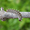 Pine Processionary Moth Caterpillar (Thaumetopoea pityocampa) • <a style="font-size:0.8em;" href="http://www.flickr.com/photos/55250729@N04/27777949108/" target="_blank">View on Flickr</a>