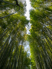 Sky through the Bamboo Grove - Kyoto