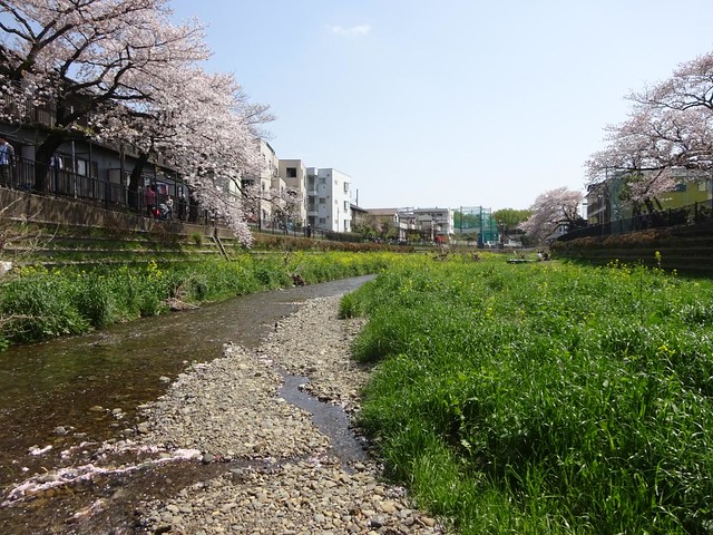  4月、マンション見学の後、野川へ行きま...