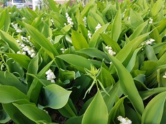 5-18-2018: Lilies of the valley in the city. Cambridge, MA