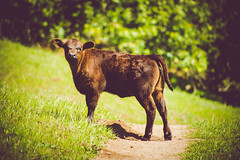 calf on path [Day 3394]