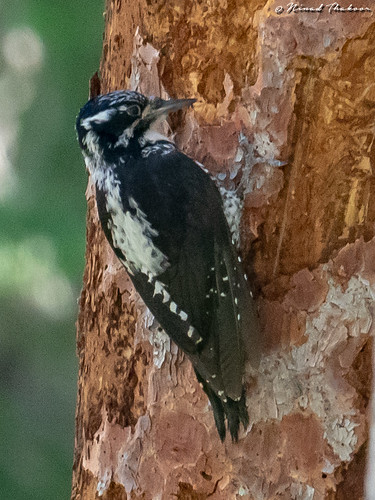 American Three-toed Woodpecker (Lifer) • <a style="font-size:0.8em;" href="http://www.flickr.com/photos/59465790@N04/42355765585/" target="_blank">View on Flickr</a>