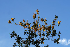 Leaves at sunset
