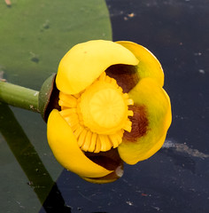 Anglų lietuvių žodynas. Žodis yellow pond lily reiškia geltona lelija tvenkinys lietuviškai.