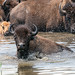Bison cooling off on a hot buggy day at Minneopa State Park, Mankato Minnesota