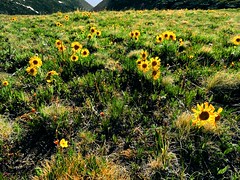 Anglų lietuvių žodynas. Žodis alpine sunflower reiškia alpių saulėgrąžų lietuviškai.