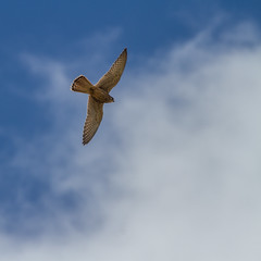 Kestrel - Falco tinnuculus-  female