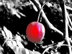 Cherry photo