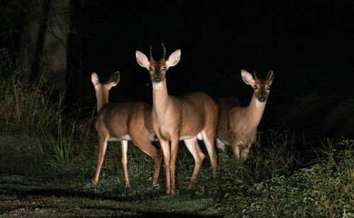 Deer in the headlights by T Hall.