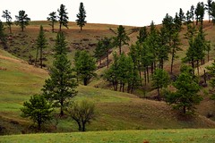 Trees Lined Up Along a Draw and Spurs (Wind Cave National Park)