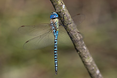 Southern migrant hawker (Priddy Mineries)