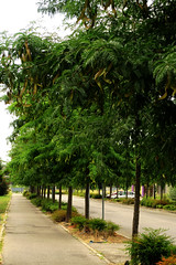 Cycle path with trees