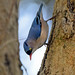 velvet fronted nuthatch