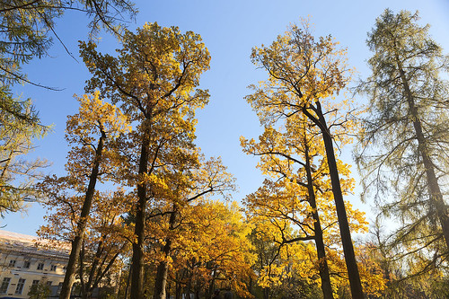 Autumn oaks in the sunlight