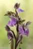Spitzel's Orchid/Orchis spitzelii