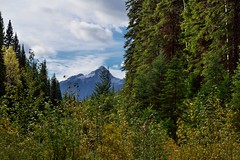 Lush and Vibrant Greens and a View to Mountain Peaks and Some Blue Skies (Yoho National Park)