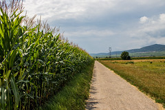 Кукурузные поля