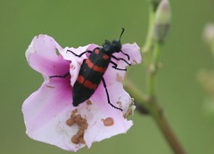 Anglų lietuvių žodynas. Žodis blister-beetle reiškia n = blister-fly lietuviškai.