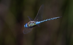 Southern migrant hawker (Priddy Mineries)