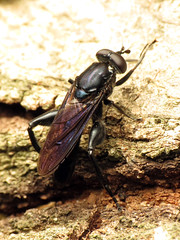Blue Wasp-mimic Fly