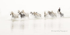 Bringing in the Mares and Foals, Camargue
