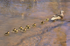 6808 Momma & 11 Ducklings @ Belmont Lake.