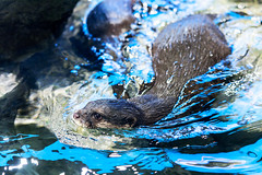 Asian Small-clawed Otter (Aonyx cinerea) of Enoshima Aquarium, Fujisawa : コツメカワウソ（藤沢市・新江ノ島水族館）