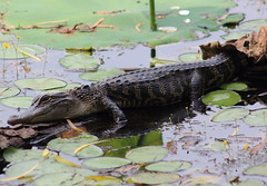 American alligator (Alligator mississippiensis),