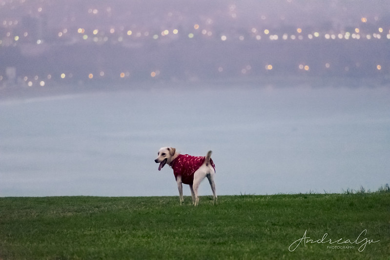 Red-hooded Doggie<br/>© <a href="https://flickr.com/people/166018925@N07" target="_blank" rel="nofollow">166018925@N07</a> (<a href="https://flickr.com/photo.gne?id=43676544252" target="_blank" rel="nofollow">Flickr</a>)