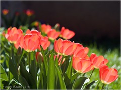 Tulipes du Buisson
