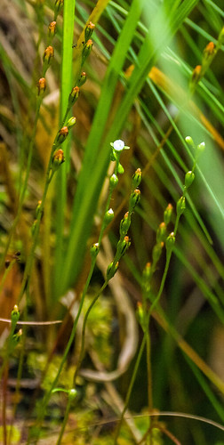 flowering sundews - Biebrza Marshes, NE Poland