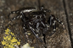 103/365  Jumping Spider (Salticidae)