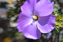 April 25: Purple Soft