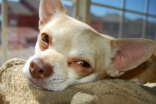 Chihuahua Deep Thoughts