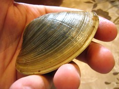 quahog sequence 1 • <a style="font-size:0.8em;" href="http://www.flickr.com/photos/70272381@N00/279437994/" target="_blank">View on Flickr</a>