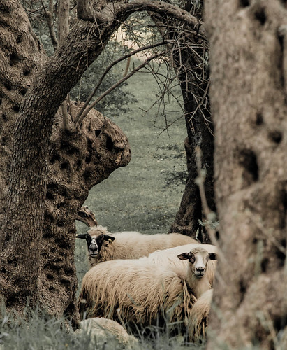 Овцы какие-то