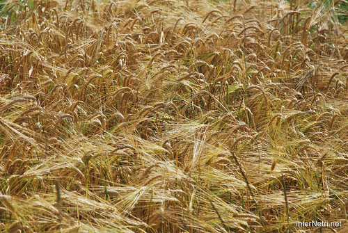 Пшениця, жито, овес InterNetri  Ukraine 033