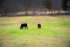 Peaceful Grazing Cows