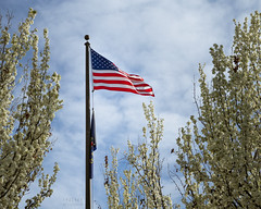 Day 152 | Old Glory in the Spring