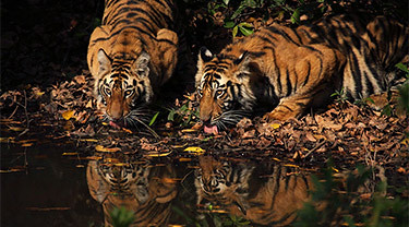 Bandhavgarh - Wildlife Photography Tour