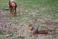 305/365/3592 (April 12, 2018) - Squirrels On Early Spring Days in Ann Arbor at the University of Michigan (April 11th and 12th, 2018)