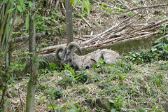 Blue Deer in Sikkim Zoo